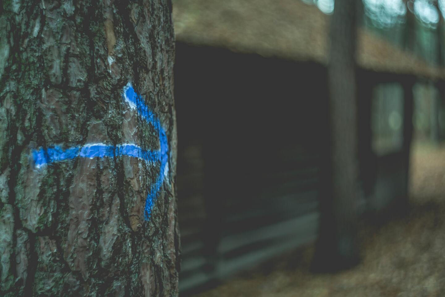 blue-arrow-drawn-on-tree.jpg